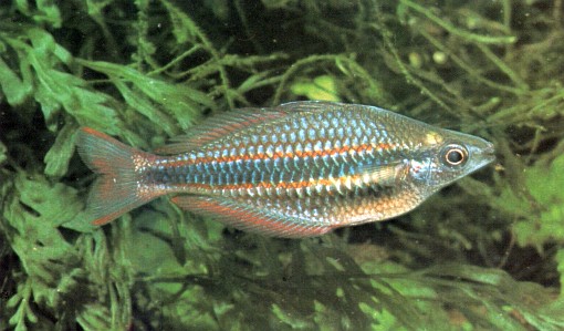 Melanotaenia trifasciata