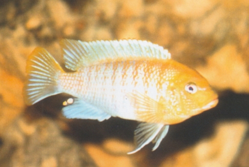 Maylandia hajomaylandi