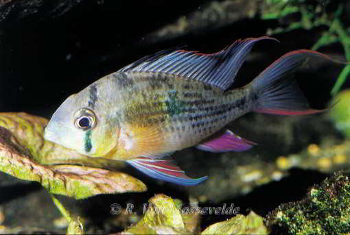 Mikrogeophagus altispinosus