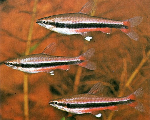 Nannostomus beckfordi