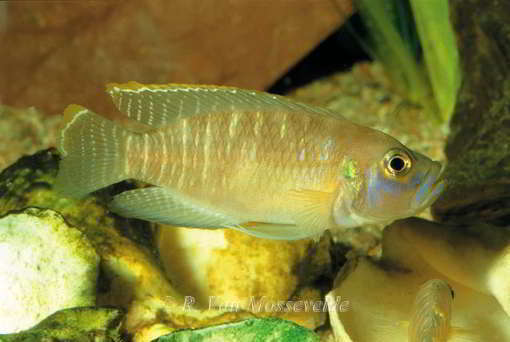 Neolamprologus brevis