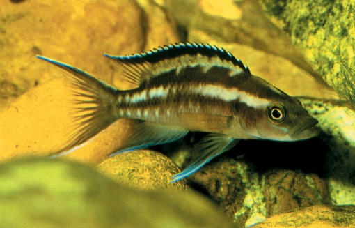 Neolamprologus buescheri