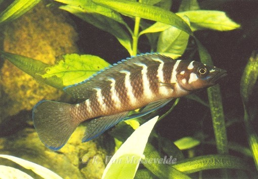 Neolamprologus cylindricus