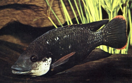 Oreochromis mossambicus