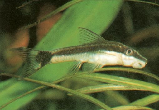 Otocinclus affinis