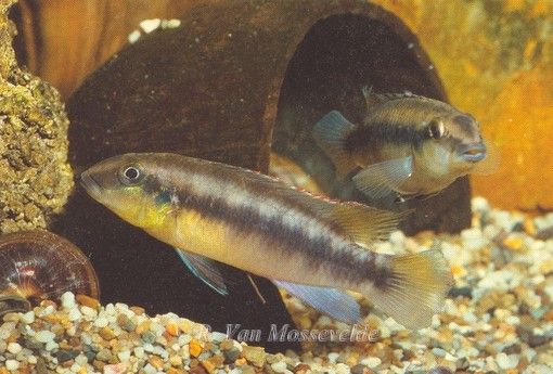 Pelvicachromis humilis