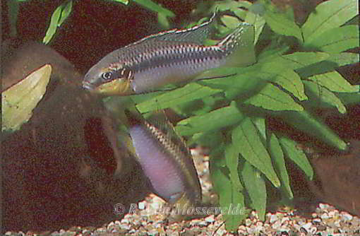 Pelvicachromis roloffi