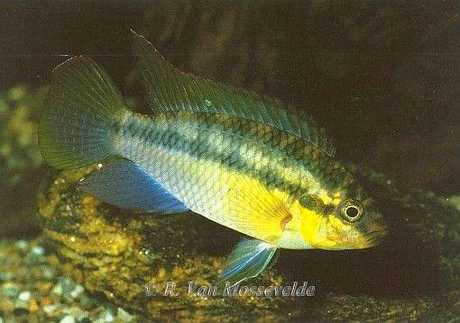 Pelvicachromis subocellatus