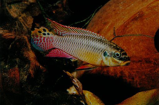 Pelvicachromis taeniatus