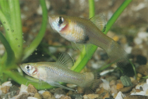 Phallichthys amates