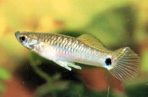 Poecilia branneri