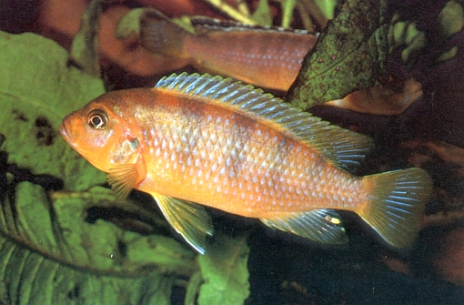 Maylandia lombardoi 