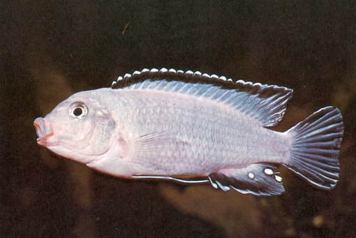 Pseudotropheus socolofi