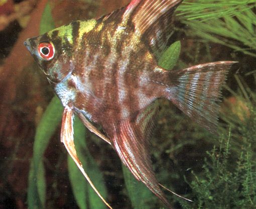 Pterophyllum scalare