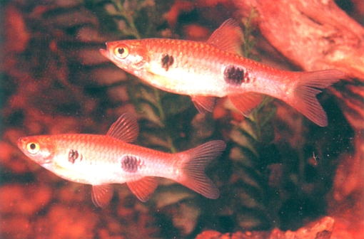 Rasbora kalochroma