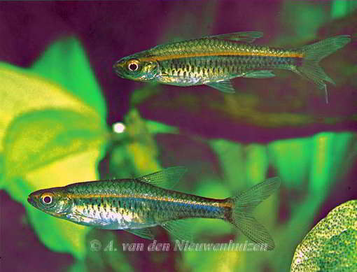 Rasbora pauciperforata