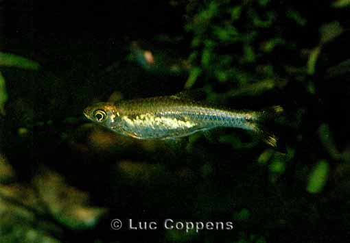 [Foto Rasbora trilineata]