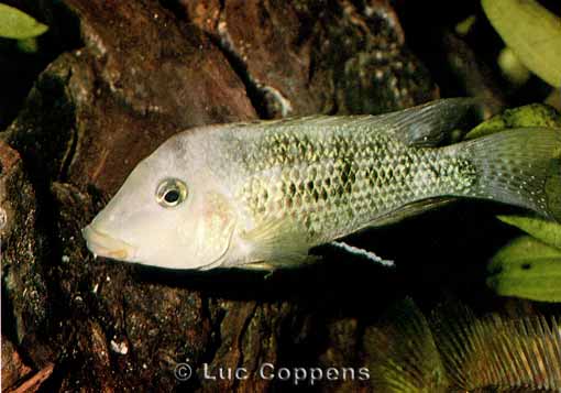 [Foto Geophagus steindachneri