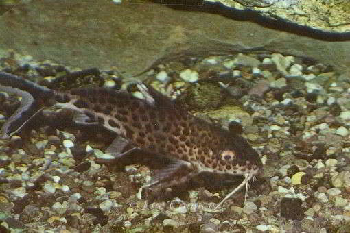 Synodontis multipunctata