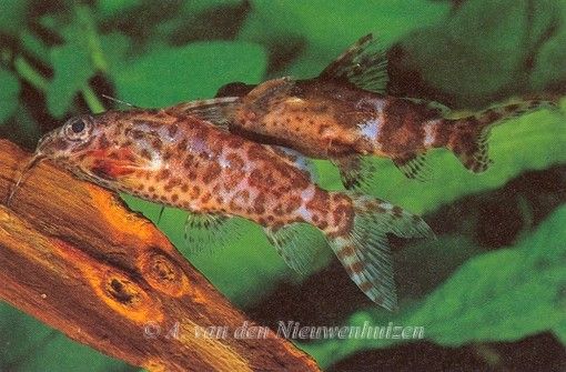 Synodontis nigriventris