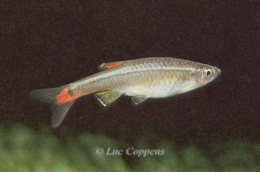 Tanichthys albonubes