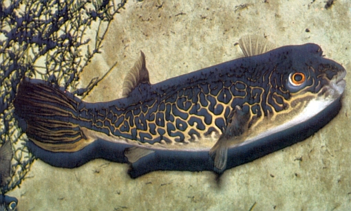 Tetraodon mbu