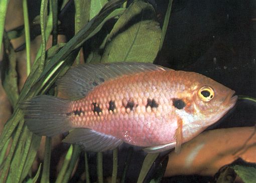 Thysochromis ansorgii