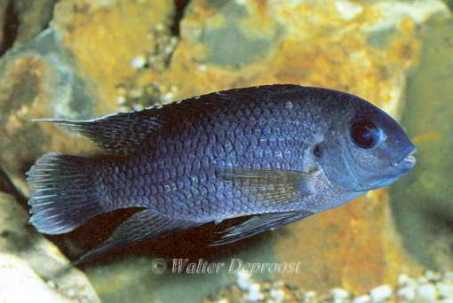 Coelotilapia joka