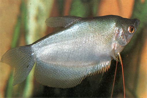 Trichopodus microlepis