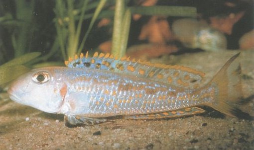 Xenotilapia ochrogenys